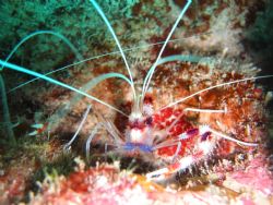This picture is taken off Ile le saintes, guadeloupe. tak... by Carl-Johan Ankers 